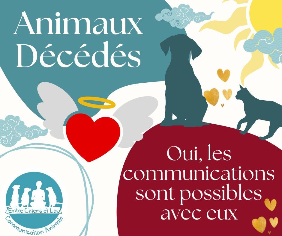 Animaux de ce de s